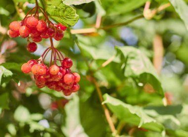 Viburnum ripened on the bushes.