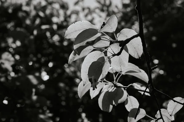 Folhas Macieira Iluminadas Pelo Sol Foto Preto Branco — Fotografia de Stock