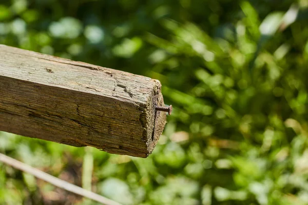 An iron rusty nail sticks out of a wooden stick. Green natural background.