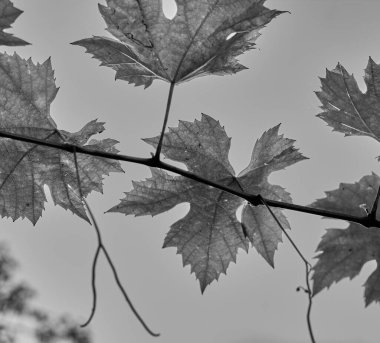 Grape leaves. Gray background. Black white photo.