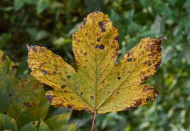 sonbahar akçaağaç yaprağı yakın. 