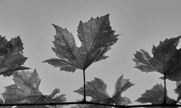 Druivenbladeren Grijze Achtergrond Zwart Witte Foto — Stockfoto