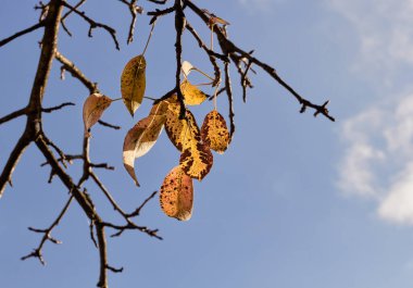 Apple tree branches with autumn leaves on sky background.