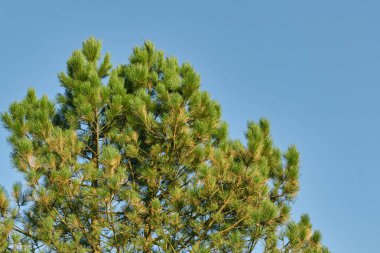Top of a pine tree on a background of blue sky.
