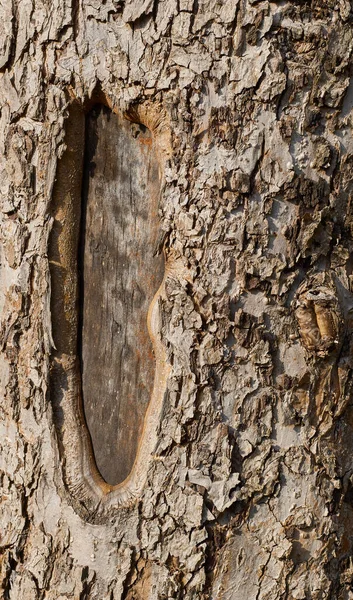 Apple tree bark. Wood bark texture background.