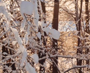 Ağaç dalları karla kaplıdır. Güneş ışığı. 