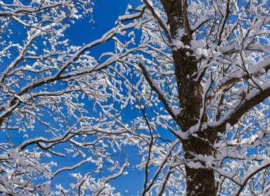 Tree branches are covered with snow and hoarfrost against the blue sky.