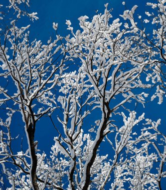 Tree branches are covered with snow and hoarfrost against the blue sky.