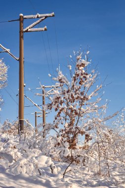 Kışın yaprakları olan genç meşe ağacı. Meşe dalları karla kaplıdır..