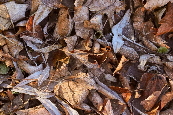 Осенью Опавшие Листья Покрыты Морозом — стоковое фото