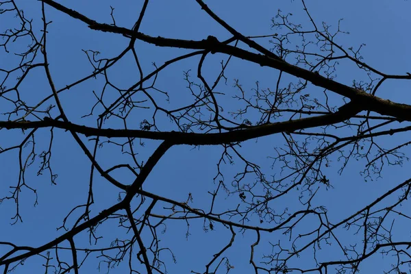 Ramos Árvore Sem Folhas Fundo Céu Azul — Fotografia de Stock