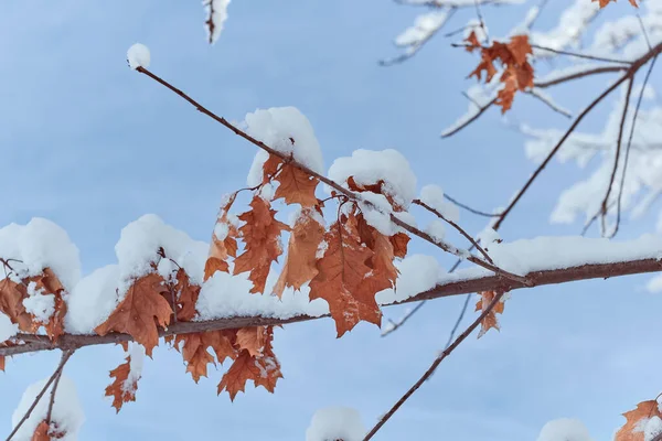 Karda kuru yaprakları ile şube meşe ağacı. Kış arka plan. Meşe ağacının dalları hoarfrost ile kaplı.