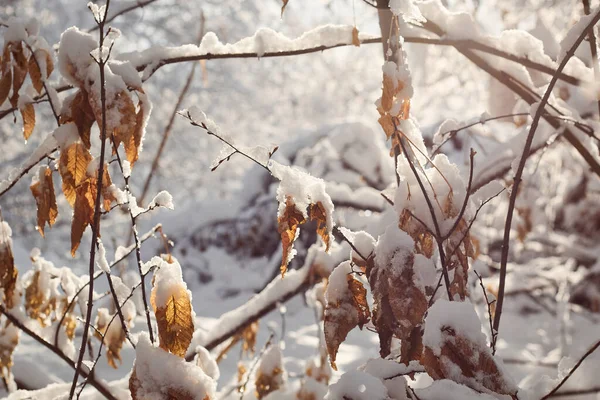 Листья Роговой Полосы Покрыты Снегом Свежий Большой Снег Ветвях Роговицы — стоковое фото