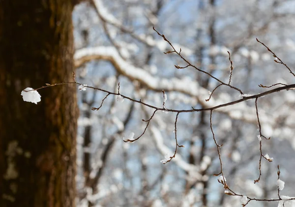 겨울에는 나뭇가지를 덮었다 겨울은 아름다운 계절이다 — 스톡 사진