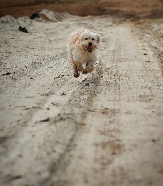 Beautiful Dog Runs Sandy Road — Foto de Stock