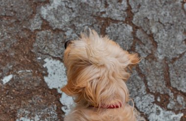 Köpeğin kafasının arkası eski asfaltın arkasında..