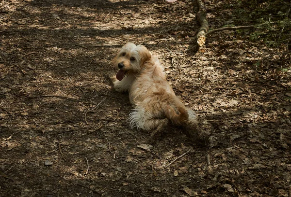 Beautiful Dirty Dog Lies Forest Path Its Tongue Sticking Out — Stock Photo, Image