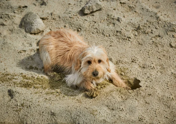Cane Gioca Nella Sabbia Cane Divertente Sta Giocando — Foto Stock