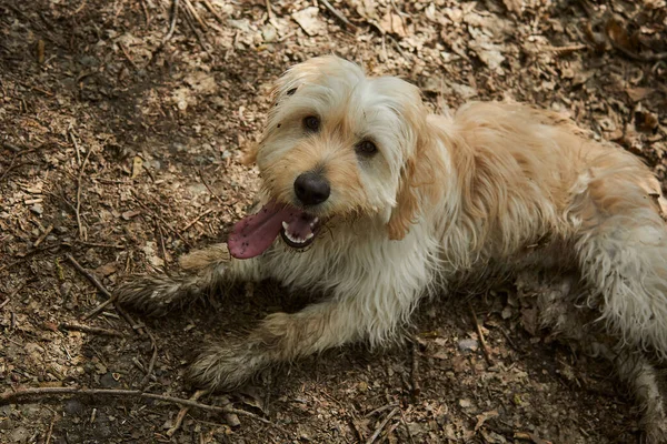 Beautiful Dirty Dog Lies Forest Path Its Tongue Sticking Out — Stock Photo, Image