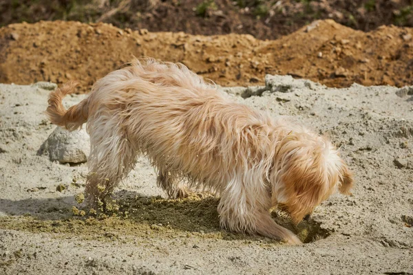 The dog plays in the sand. The dog dig a hole in the sand. A funny dog is playing.