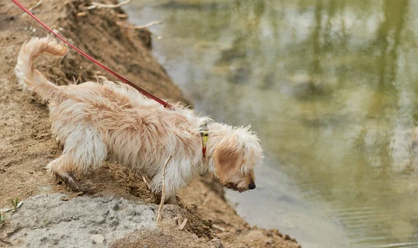 Perro Con Una Correa Está Rasgando Agua — Foto de Stock