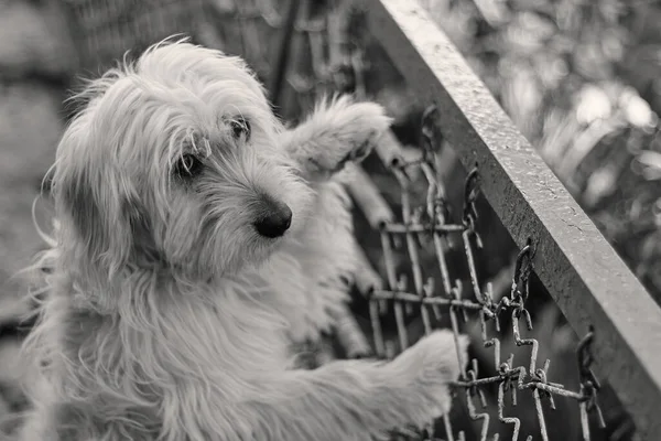 Dog on the fence. Funny look of a dog. Black and white photo.