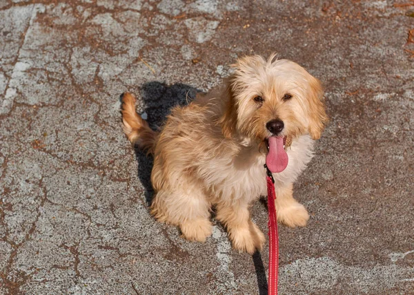 A dog on a leash on the asphalt. Dog with tongue out. Funny dog.
