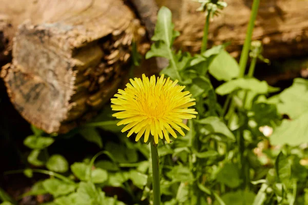 A bee on a yellow dandelion flower. Honey bee collecting pollen of yellow flower dandelion.