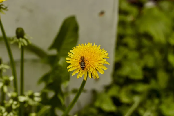 A bee on a yellow dandelion flower. Honey bee collecting pollen of yellow flower dandelion.
