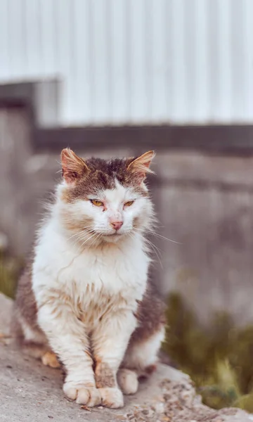 Στην Αυλή Αδέσποτη Γάτα Του Δρόμου Εγκαταλελειμμένη Λυπημένη Γάτα — Φωτογραφία Αρχείου