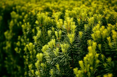 Taxus baccata L. Common yew.