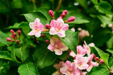 Pink flowers of weigela florida.