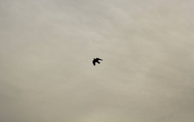 Image black bird on the background of the sky. Black and white photo.