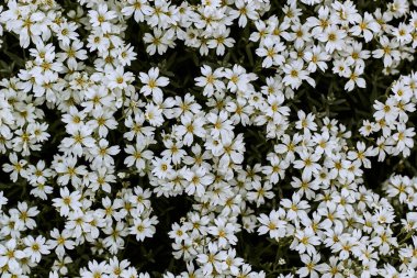 Background of flowers Cerastium tomentosum.