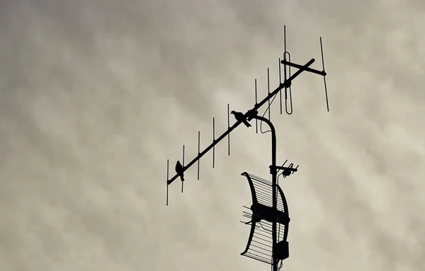 Stock image TV antenna on the background of the sky and pigeons.