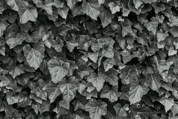 Yaprakların arka planı. Ivy Hedera sarmalı. Siyah beyaz fotoğraf.