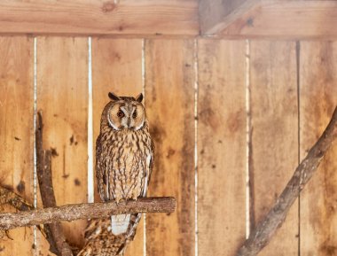 Owl in a cage, wooden background. Beautiful Owl.