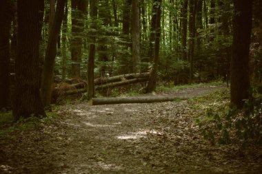 footpath in the middle of a thick green forest and cut tree.