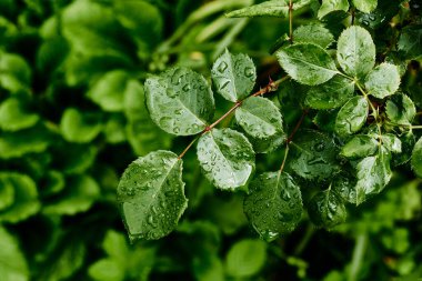 Raindrops on rose leaves. Close-up of green rose leaves with raindrop.