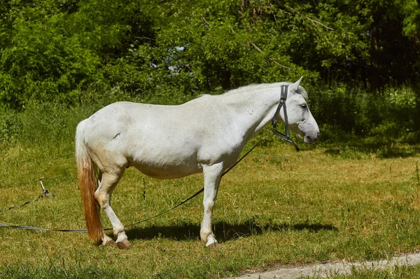 紐の上の白い馬は放牧です — ストック写真
