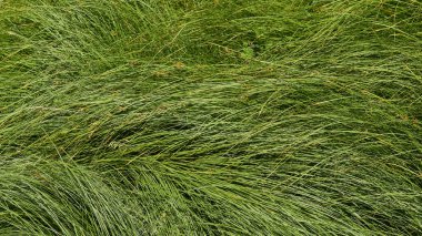 Yeşil çimlerin arkaplan dokusu.