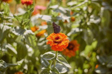 Zinnia flower and a butterfly