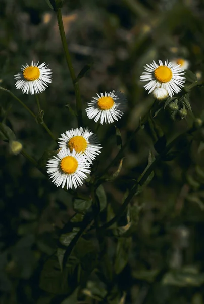 Ergeron Nnuus Kamille Blüht Schöne Blumen Natürlicher Hintergrund — Stockfoto