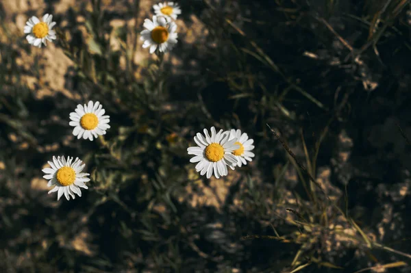 Ergeron nnuus Chamomile flowers. Beautiful flowers. Natural background.