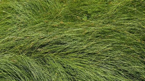Background texture of green grass.