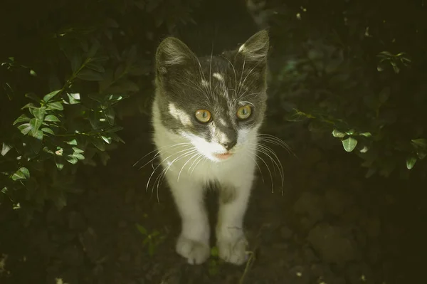 Çalıların Arasında Küçük Bir Kedi Yavrusu — Stok fotoğraf