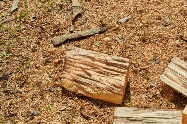 Kesilmiş odun yığını.