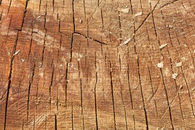 Wooden dry cracked texture background of brown color.