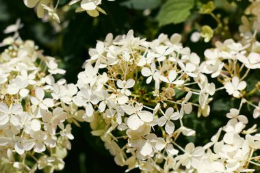 Flowers panicle hydrangea. White hydrangea flowers.