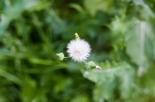 Bitki Çiçeği Cirsium Oleraceum Yabanarısı — Stok fotoğraf